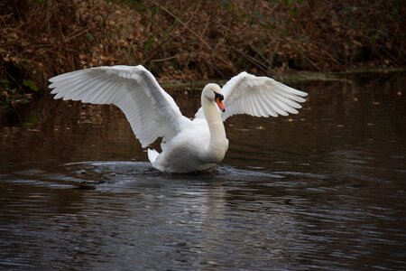 Nature bird swans