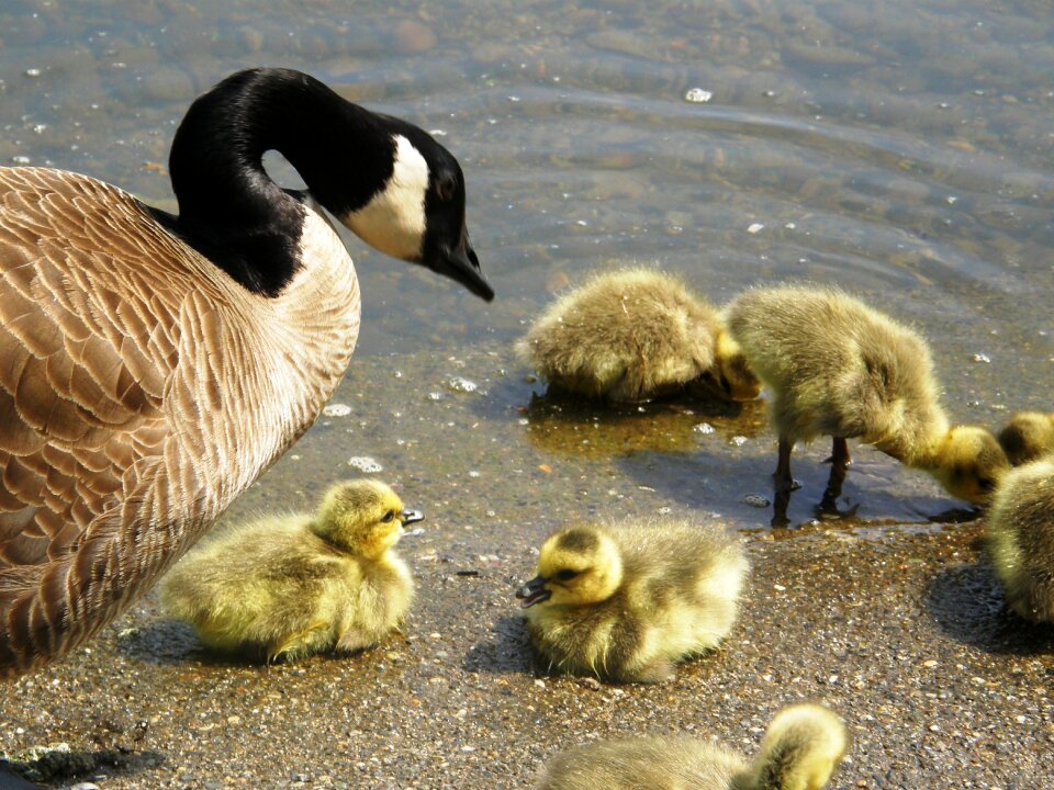 Nature young baby photo