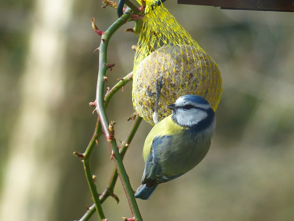 Parus caeruleus paridae small bird