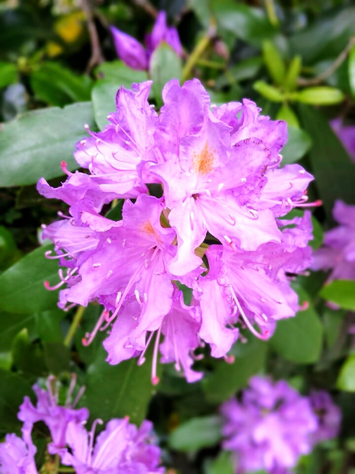 Flowering nature pink