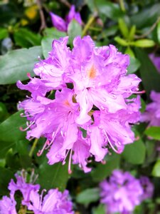Flowering nature pink