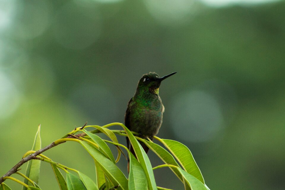 Beija flor nature paige