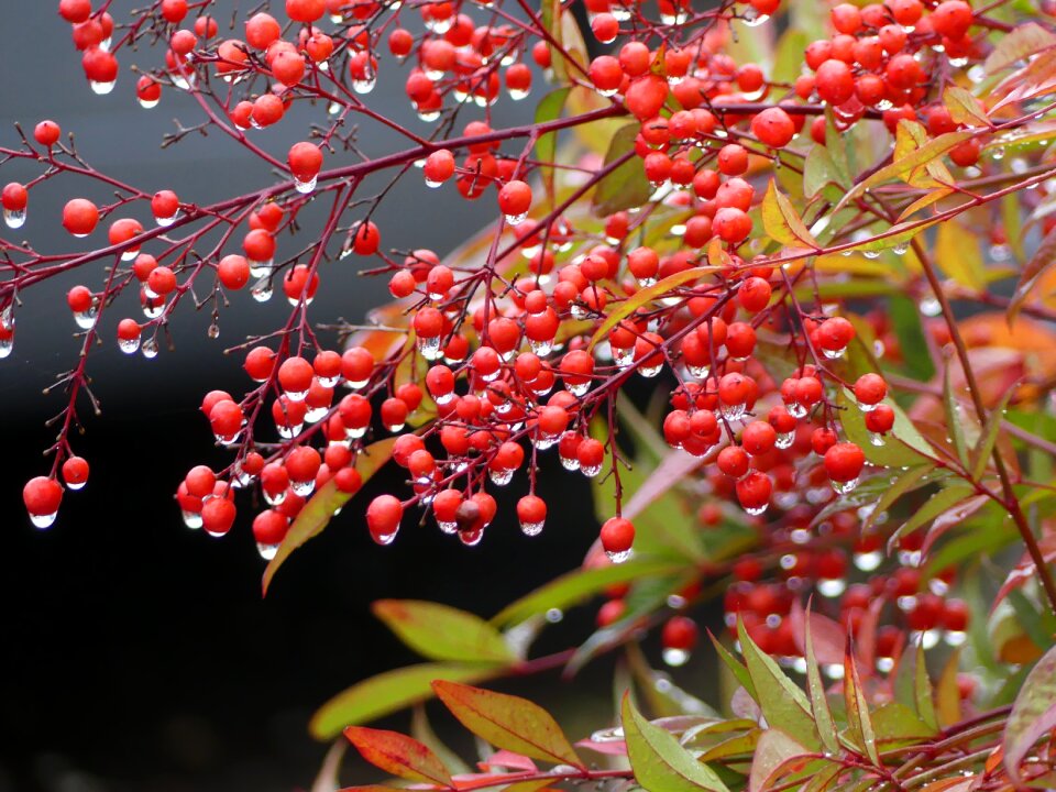 Drop of water rowanberries autumn