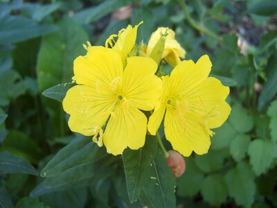 Evening primrose yellow flower garden