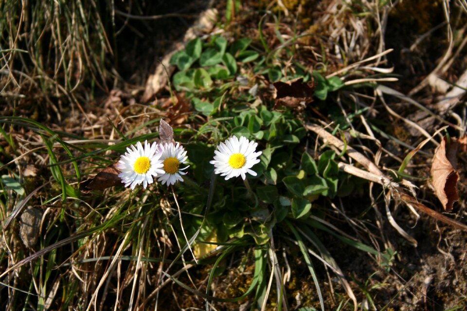 Spring daisy harbinger of spring