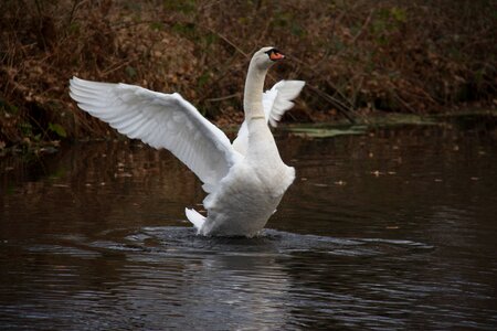 Nature bird swans