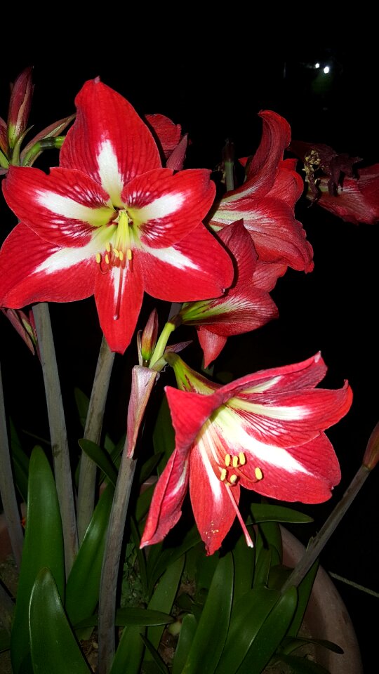 Red flower lily garden