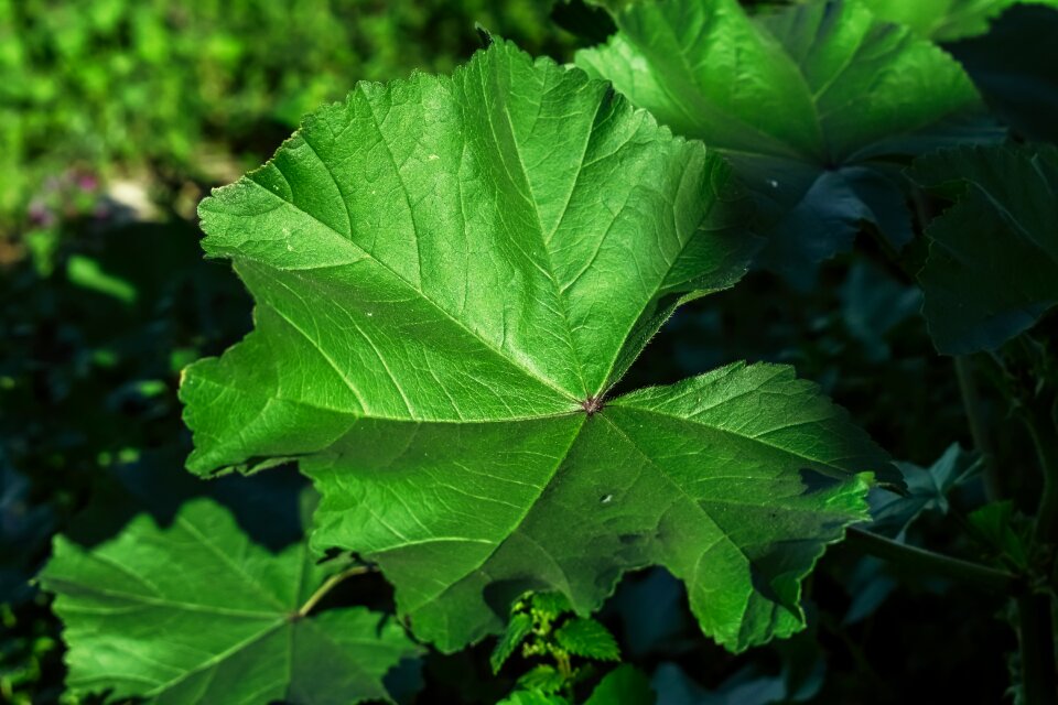Nature plant althaea