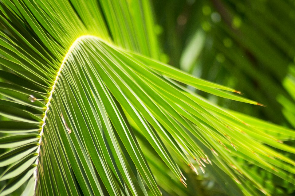 Closeup green protection