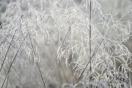 Grass seed winter photo