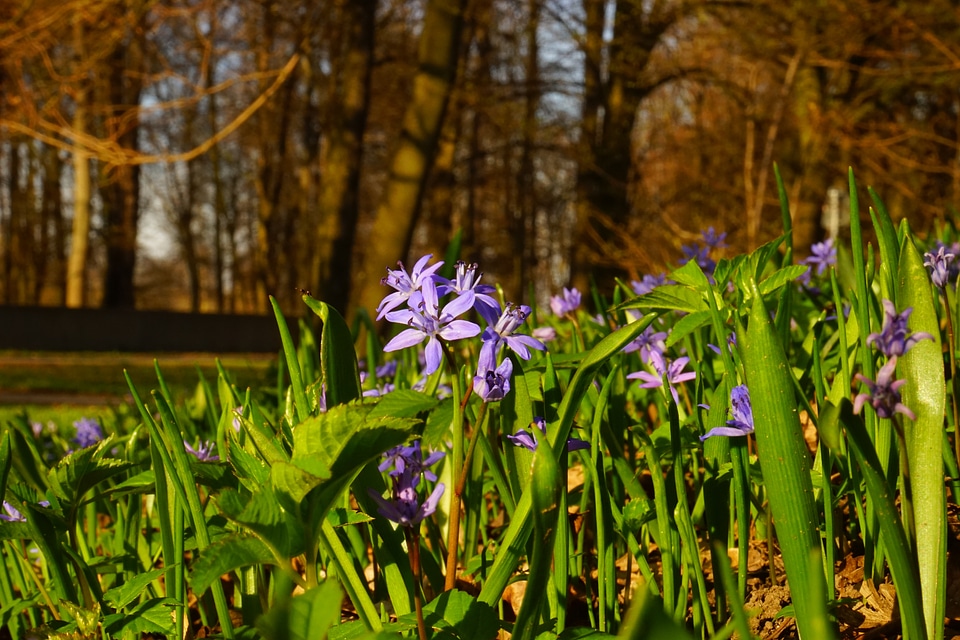 Blue star scilla blossom