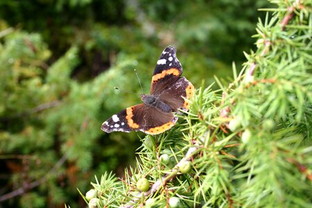 Insect summer lepidoptera