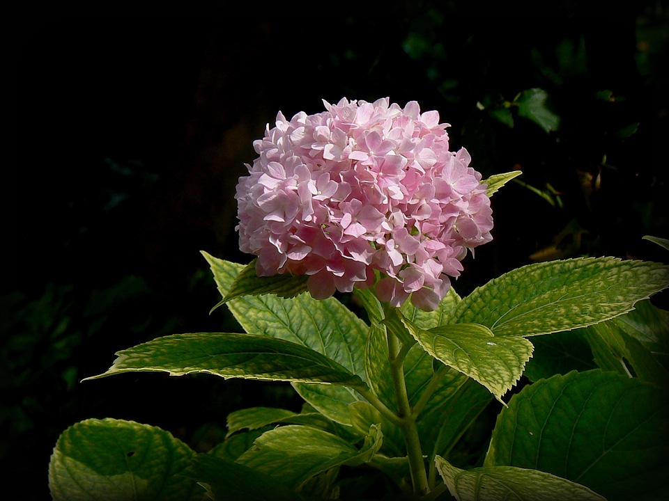 Pink garden blossom