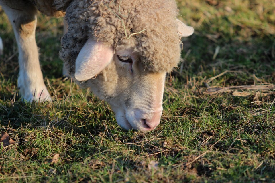 Wool lamb livestock