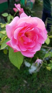 Rosa rosebush garden