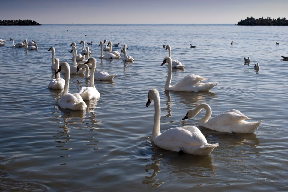 Water nature bird