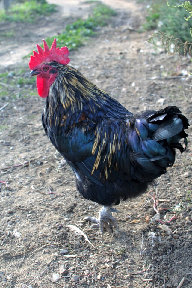 Hen farm poultry