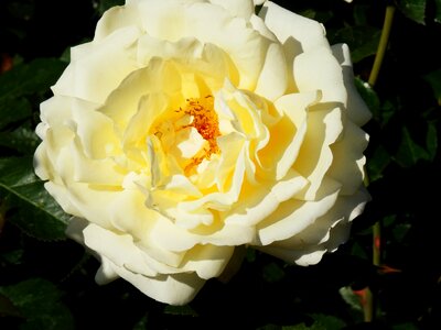 Blooming bloom flower