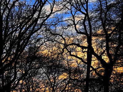 Mood branches kahl