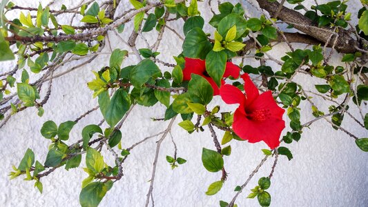Plant decoration altea