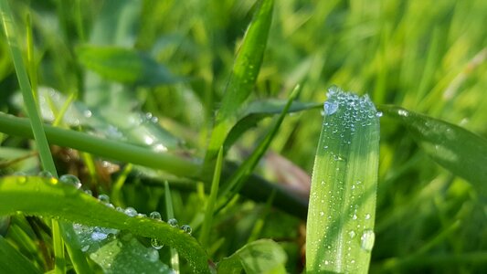 Meadow plant landscape