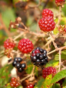 Wild fruits zarza red