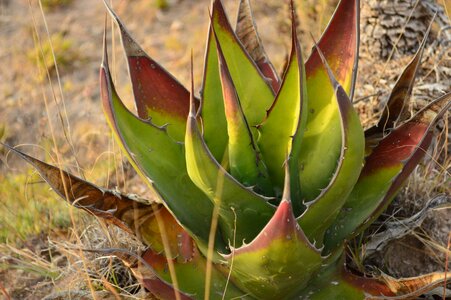 Aloe sabila nature