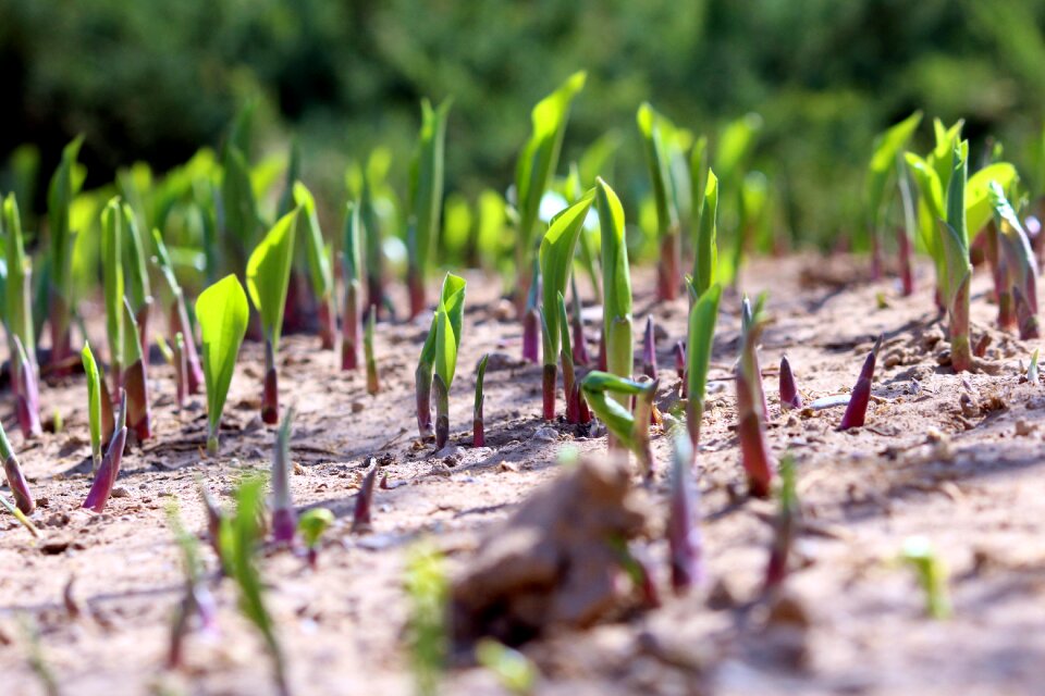 Sprout bustling with life spring