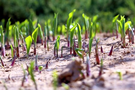 Sprout bustling with life spring
