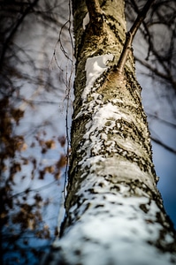 Tree nature birch photo