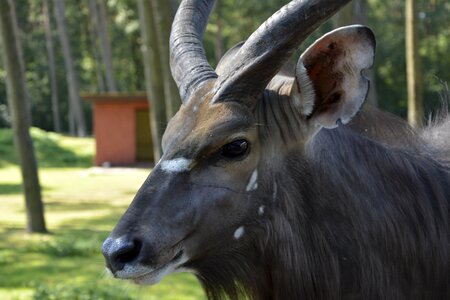 Gnu safari savannah