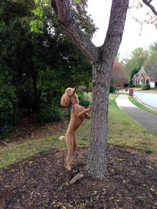 Dog poodle hunting squirrel