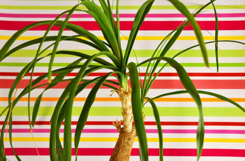 Flowerpot green plant potted plant