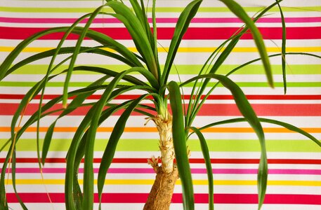 Flowerpot green plant potted plant