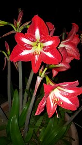 Red flower lily garden photo