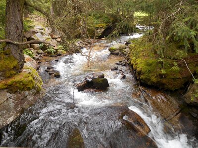 Cold waters forest nature photo