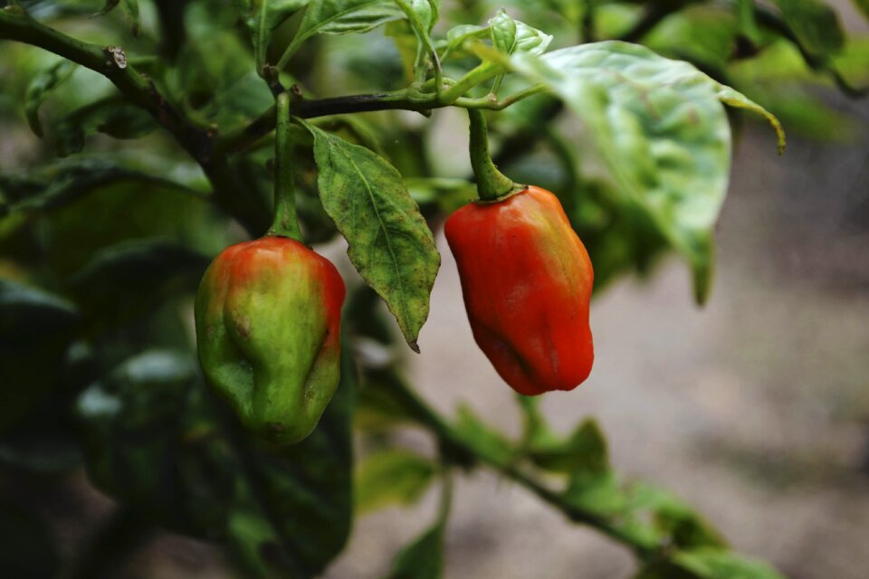 Spicy peppers chile