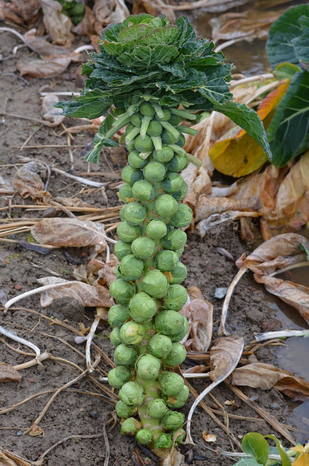 Cabbage nature vegetable