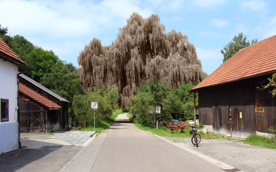 Salicaceae gespenstig ghost