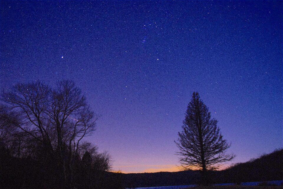 Trees silhouette space