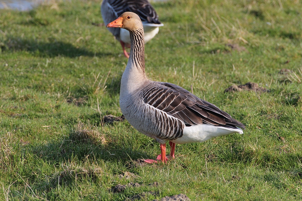 Field goose bird animal