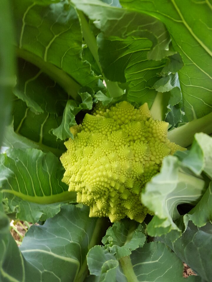 Vegetable pyramidal