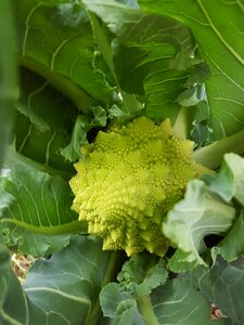 Vegetable pyramidal