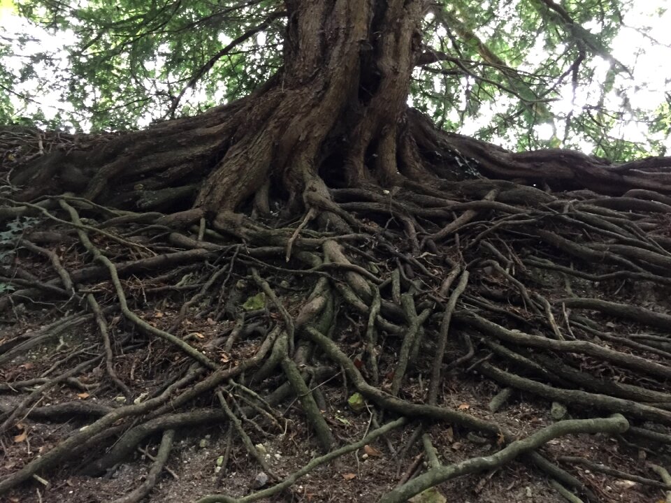 Tree with roots tree roots plant