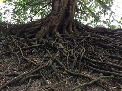Tree with roots tree roots plant photo