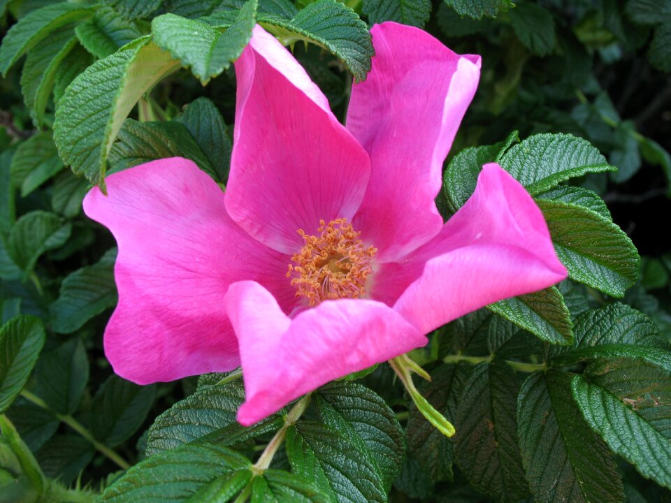 Flower floral wildflower