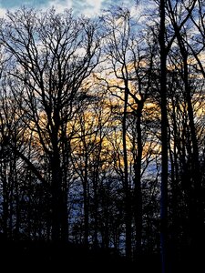 Mood branches kahl