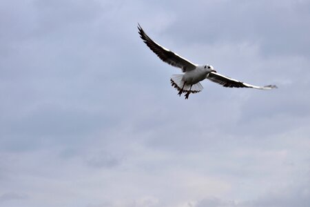 Heaven movement wings photo