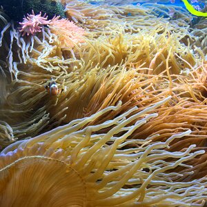 Ocean vacations underwater world