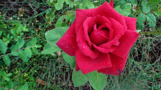 Summer garden flower